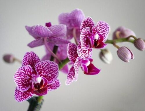 Orchideeënweekend 24 en 25 februari 2024